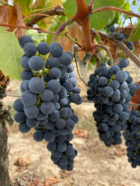 Aglianico wine grapes have health benefits