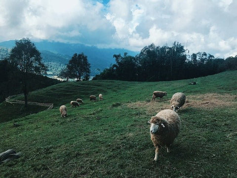 Deep Dive: Exploring the Fascinating Rise of Biodynamic Winemaking - operatt.top Order Wine Online